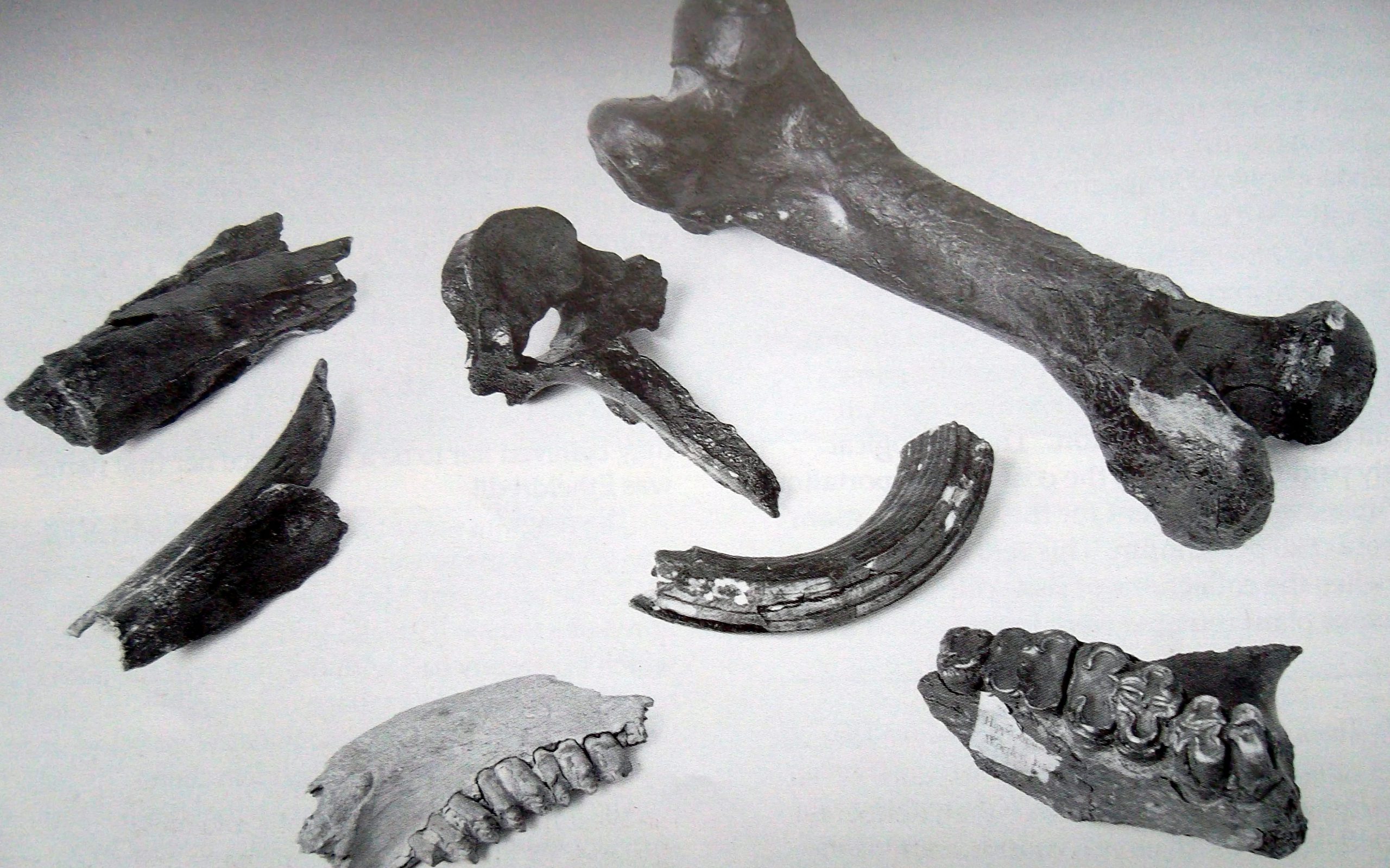 A picture of bones found in Armley in 1851, identified as hippopotamus and elephant bones.