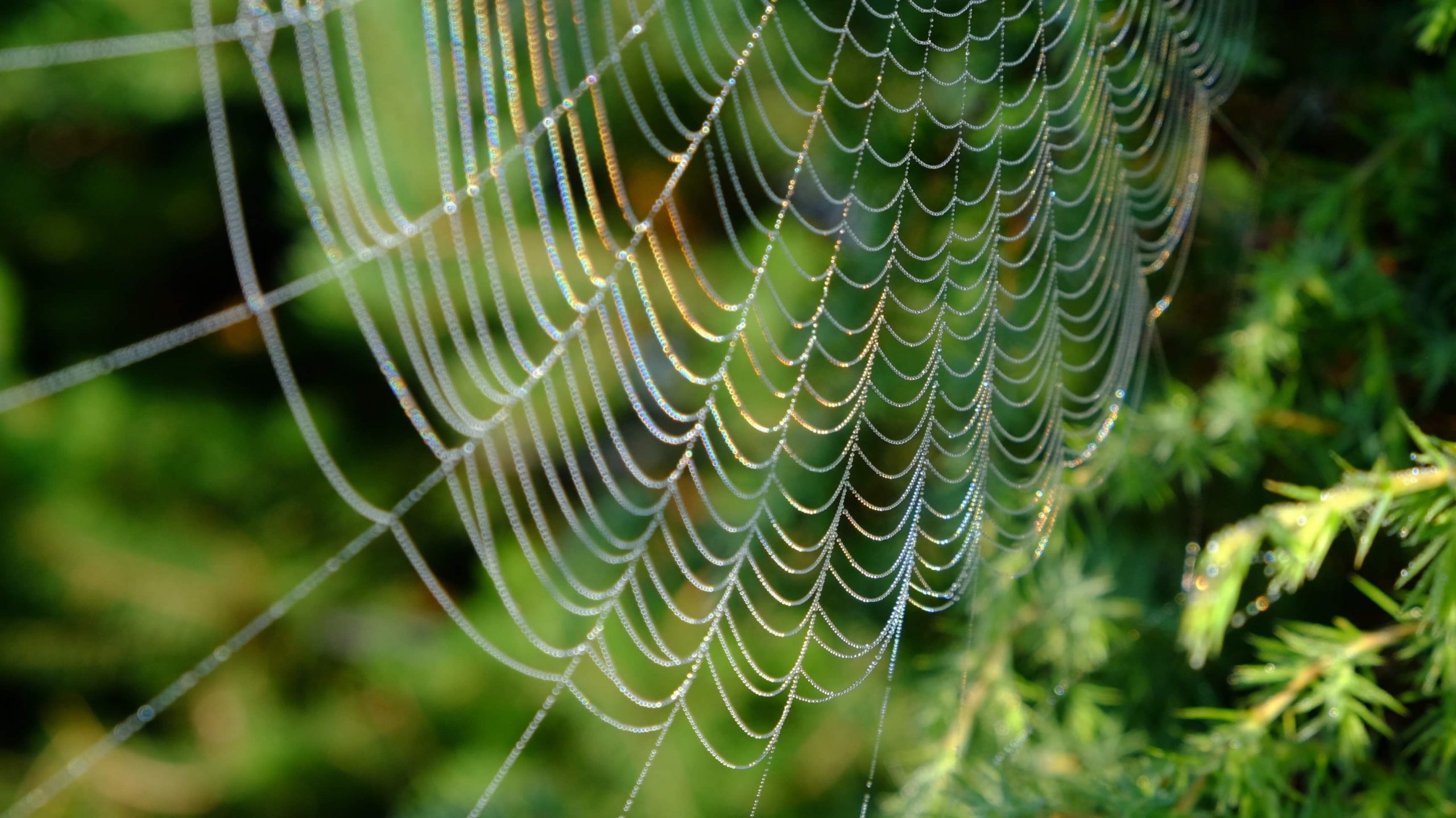 An image of a spider web against a green leafy background
